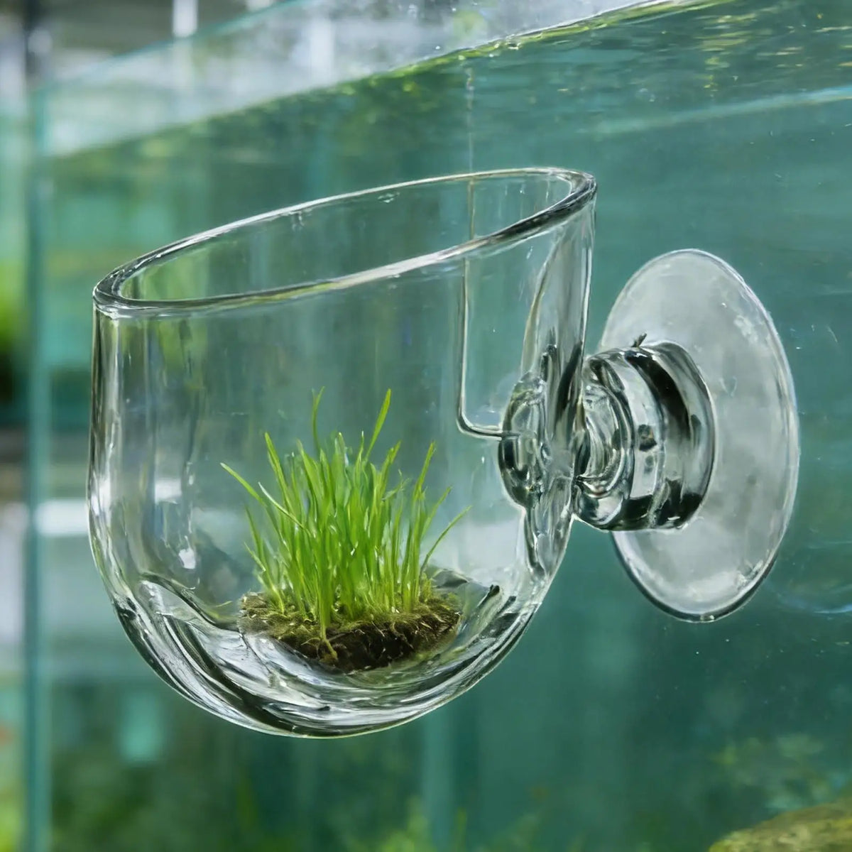 Suction Cup Plant Holder Clear Acrylic Aquatic Pot Propagation