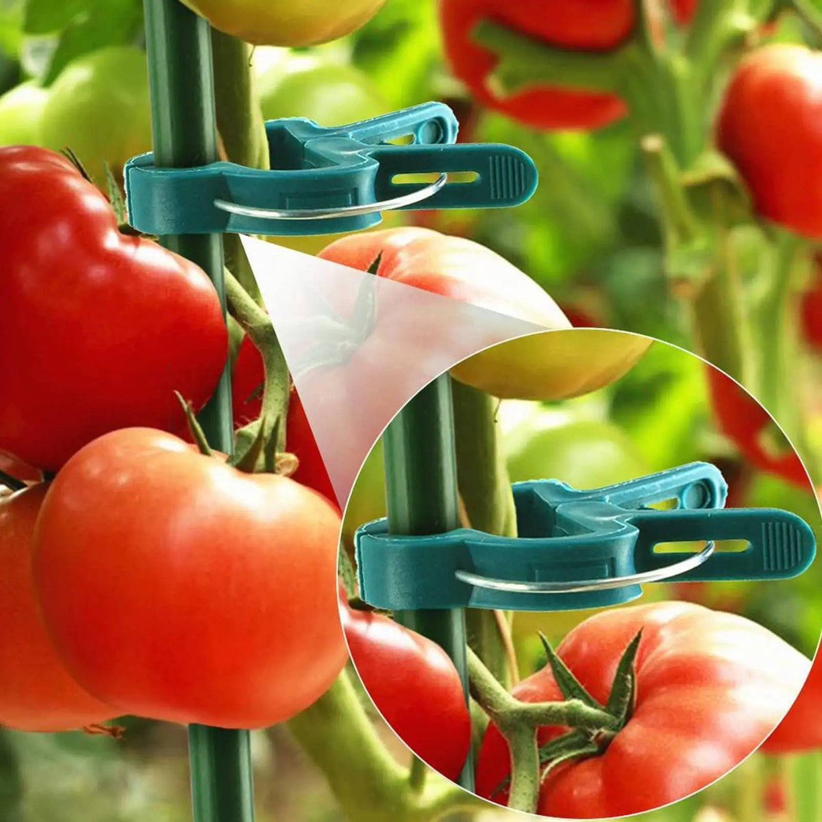 Plant Support Clips 20-Pack | Reusable Vine & Tomato Clamps