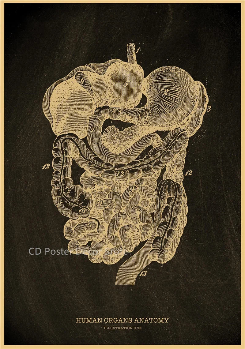 Anatomical Skeleton Vintage Kraft Paper Poster | Medical Wall Art