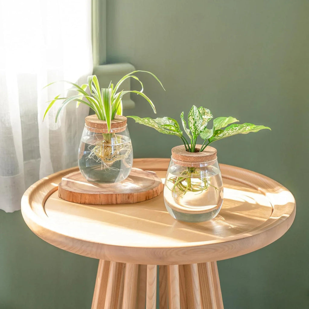 Glass Terrarium Vase & Wood Stand | Propagation Station Set of 2
