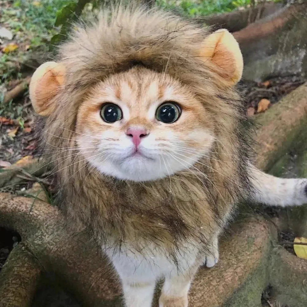Internet Celebrity Pet Cat Lion Head Rabbit Ears Frog Bear Hat Funny