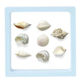 3D Floating Seashell Display Box | Acrylic Craft Organizer Case