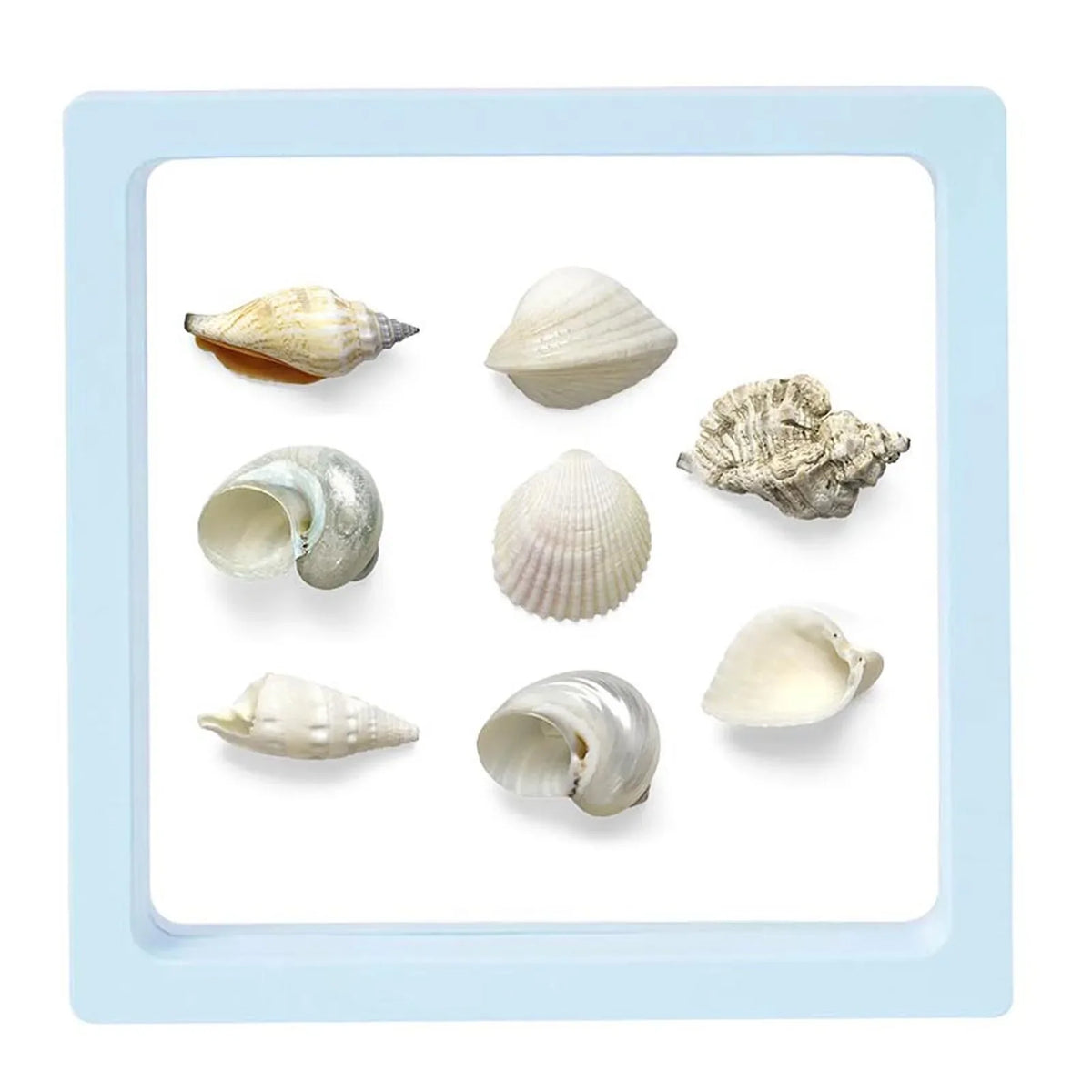 3D Floating Seashell Display Box | Acrylic Craft Organizer Case