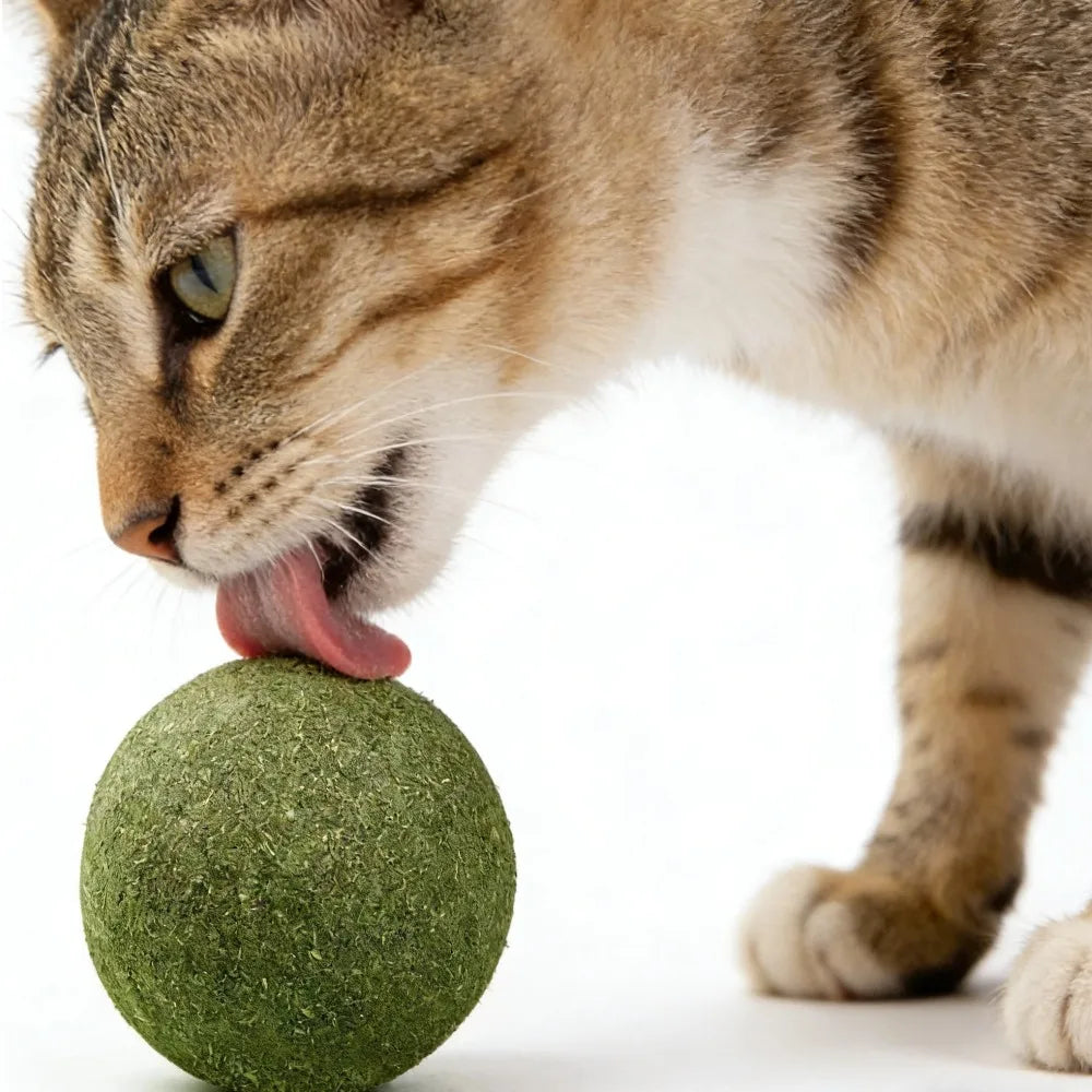 Natural Catnip Ball Toy – Teeth Grinding & Cat Enrichment