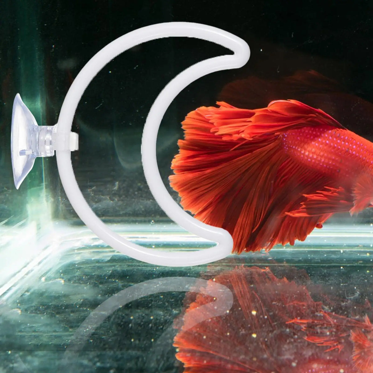 Betta Fish Exercise Rings & Filter Balls | Interactive Aquarium Toy