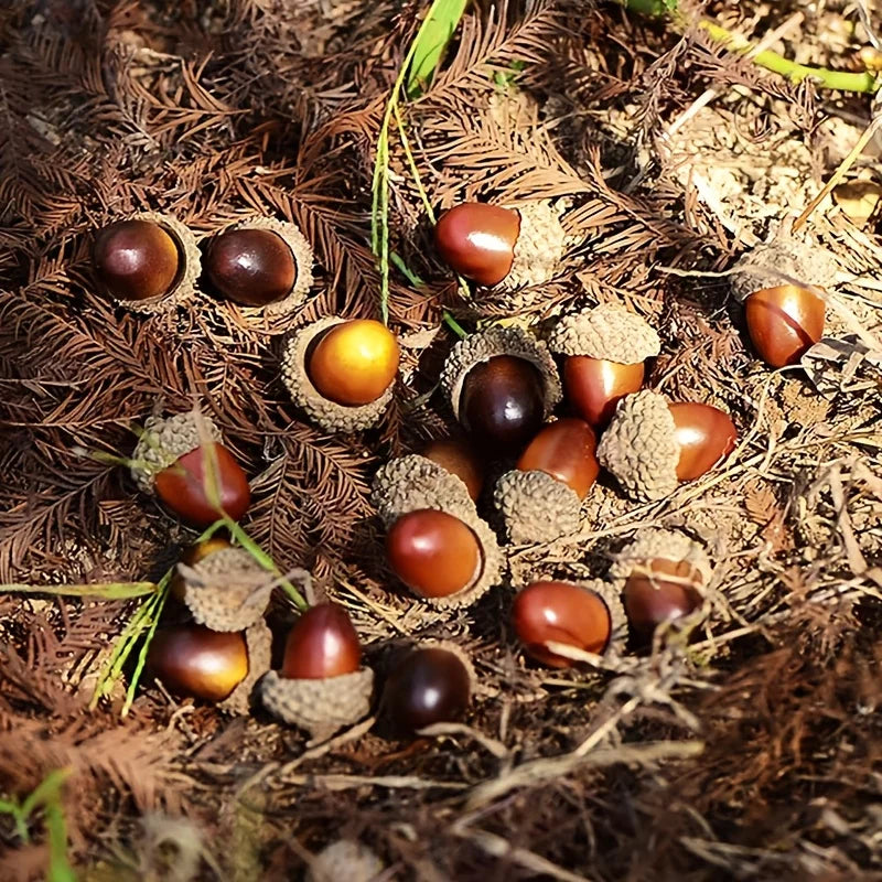 50 Pcs Faux Acorns – Autumn Vase Filler & Wreath Ornaments