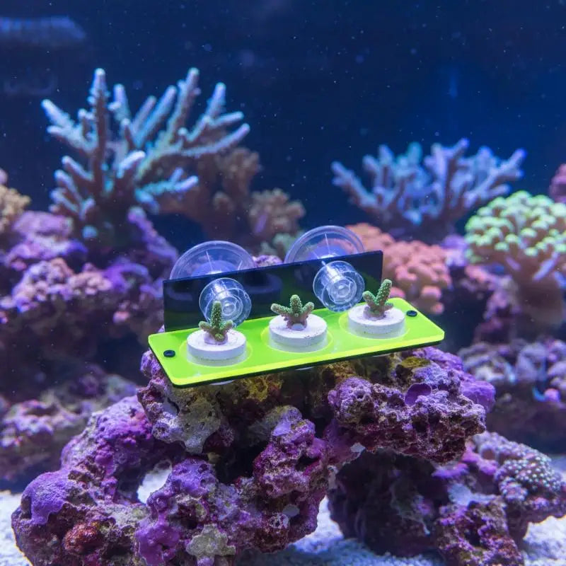 Fluorescent Acrylic Coral Frag Rack – SPS Plug Holder Reef Tank