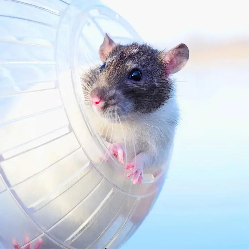 Transparent Acrylic Hamster Exercise Ball – 10cm, Escape-Proof