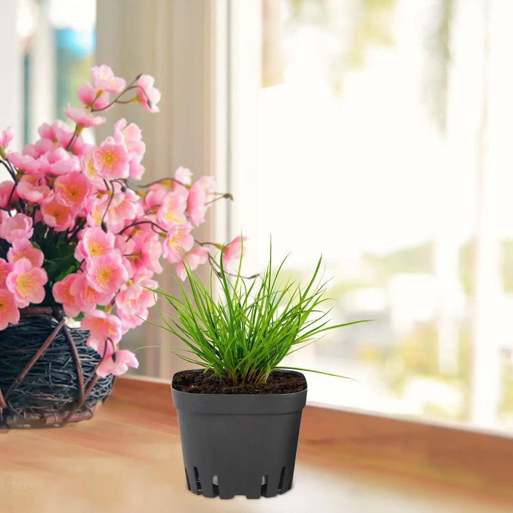 50-Pack Black Seedling Starter Pots with Drainage Holes