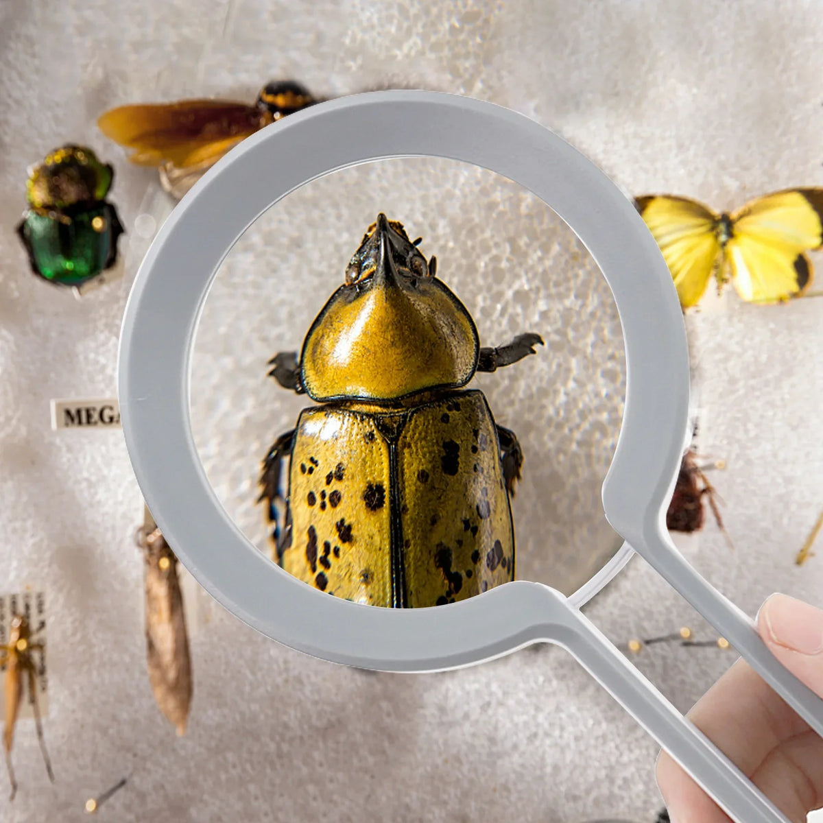 Handheld LED Magnifying Glass – High-Power Portable Loupe