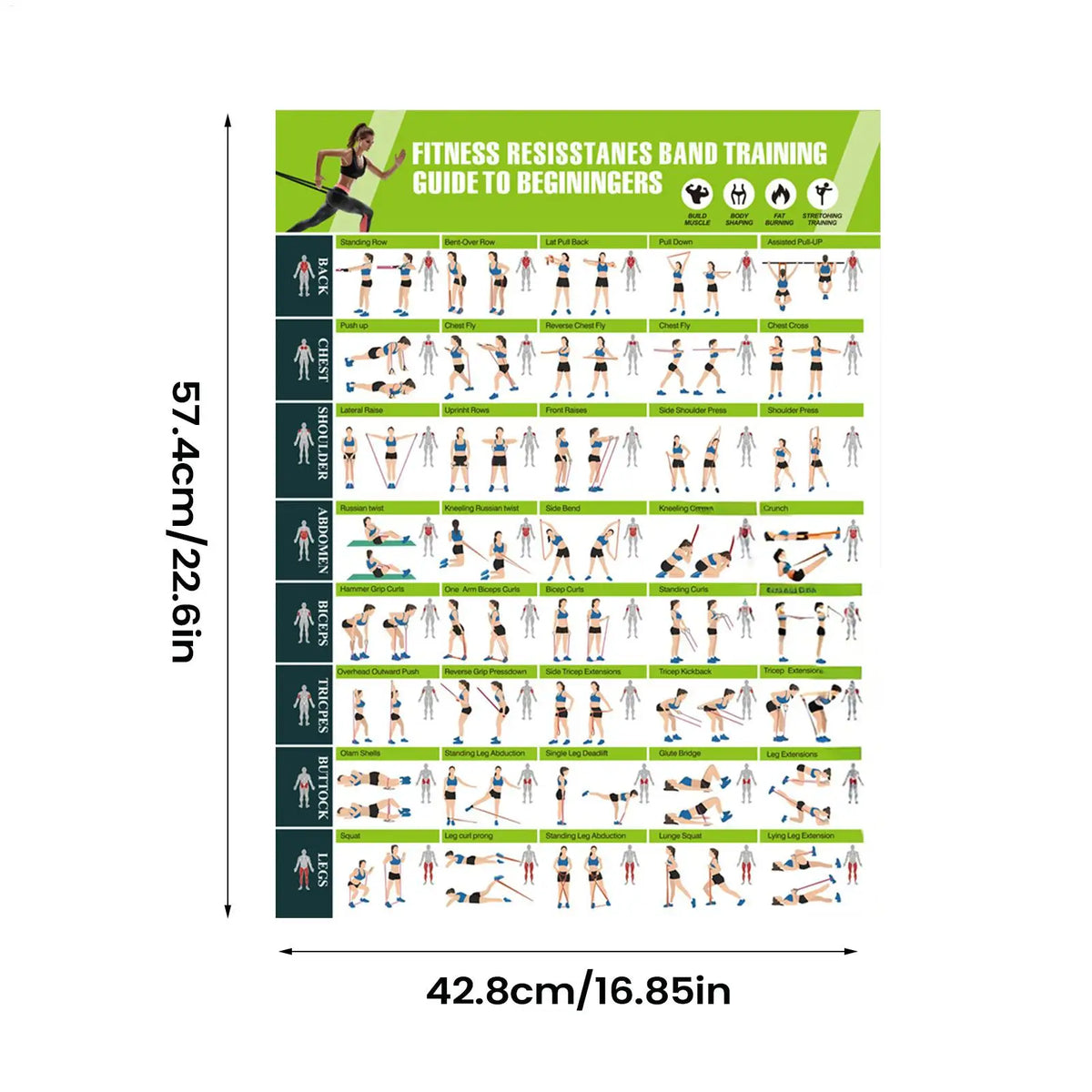 Resistance Band Workout Poster – Home Gym Exercise Guide
