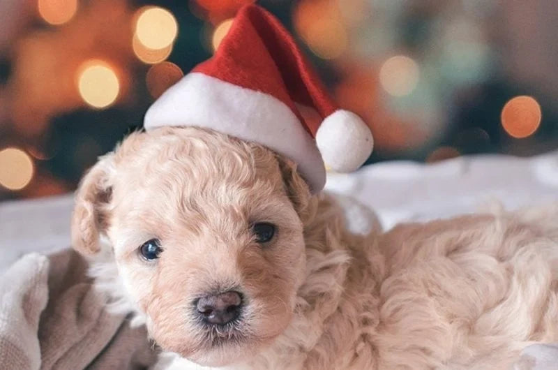 Christmas Santa Hat for Cats & Dogs – Xmas Pet Costume