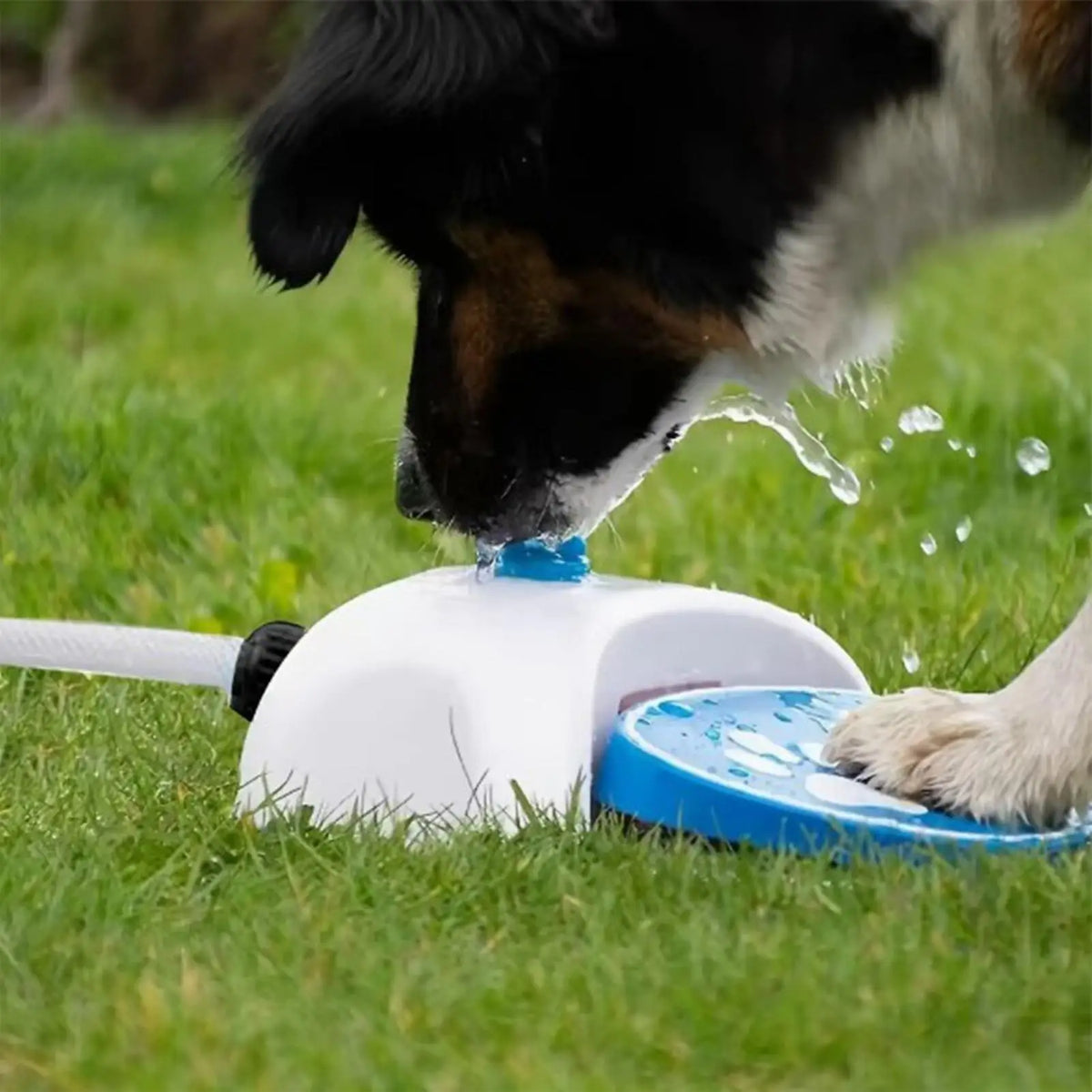 Paw-Activated Outdoor Dog Water Fountain with Hose