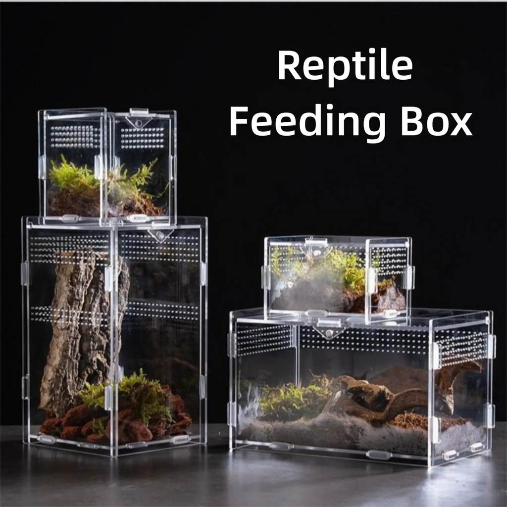 Durable Acrylic Reptile Habitat Clear Multiple Spider Feeding Case