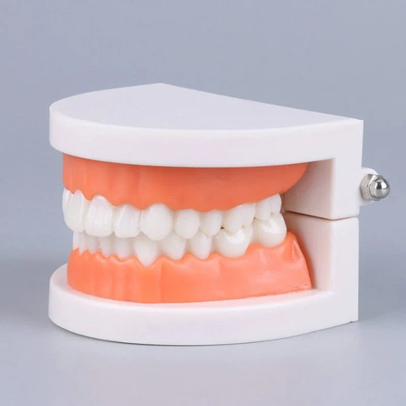 Adult Typodont Teeth Model – Dental Teaching Denture Display