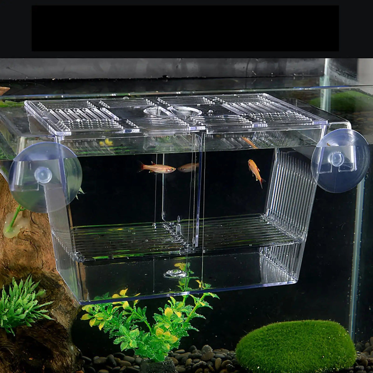 Clear Fish Breeder Box – Betta, Fry & Shrimp Isolation Tank