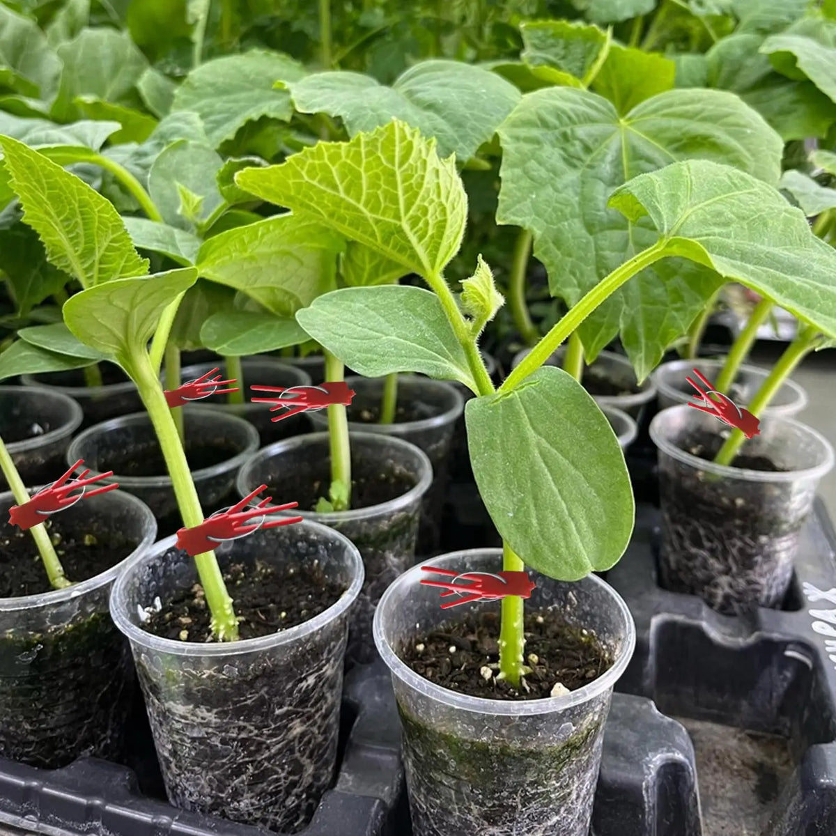 50-Pack Plant Grafting Clips | Vegetable Garden Grafting Tool