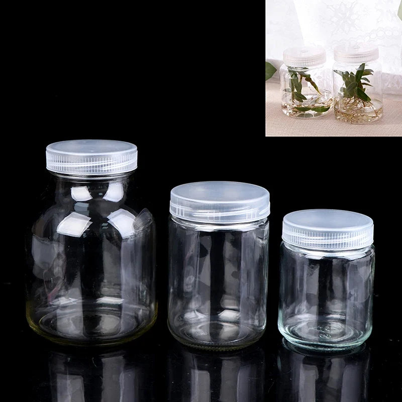 240ml Glass Tissue Culture Jar – Plant Seedling Propagation