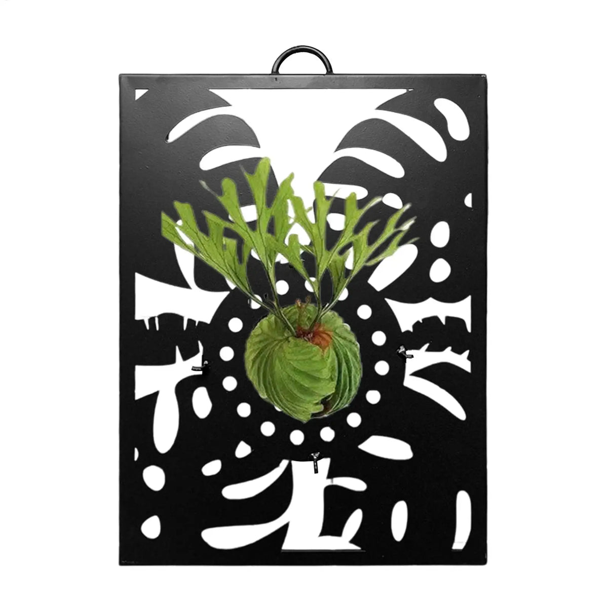 Metal Wall Planter Trellis Display Board | Indoor & Outdoor