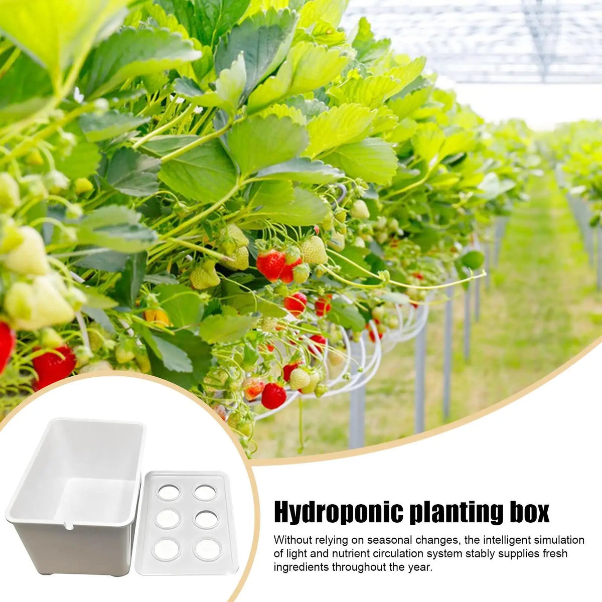 Indoor Hydroponic Planting Kit – Seedling Box for Home & Balcony