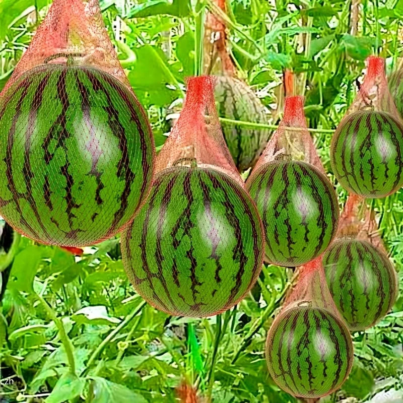 100-Pack Nylon Garden Netting Bags – Vertical Watermelon Support