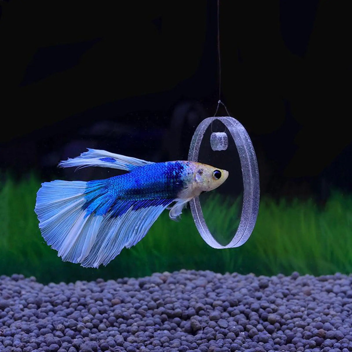 2-Pack Floating Fish Feeding Ring with Suction Cup | Betta & Turtle