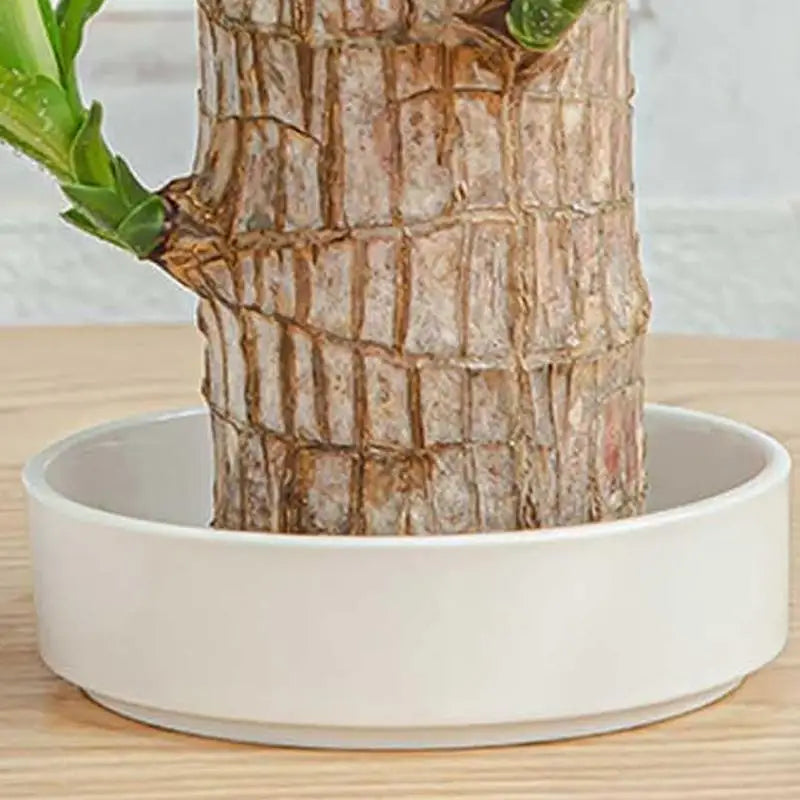 Brazilian Wood Plant Tray Decorative Small Holder Saucer Indoor