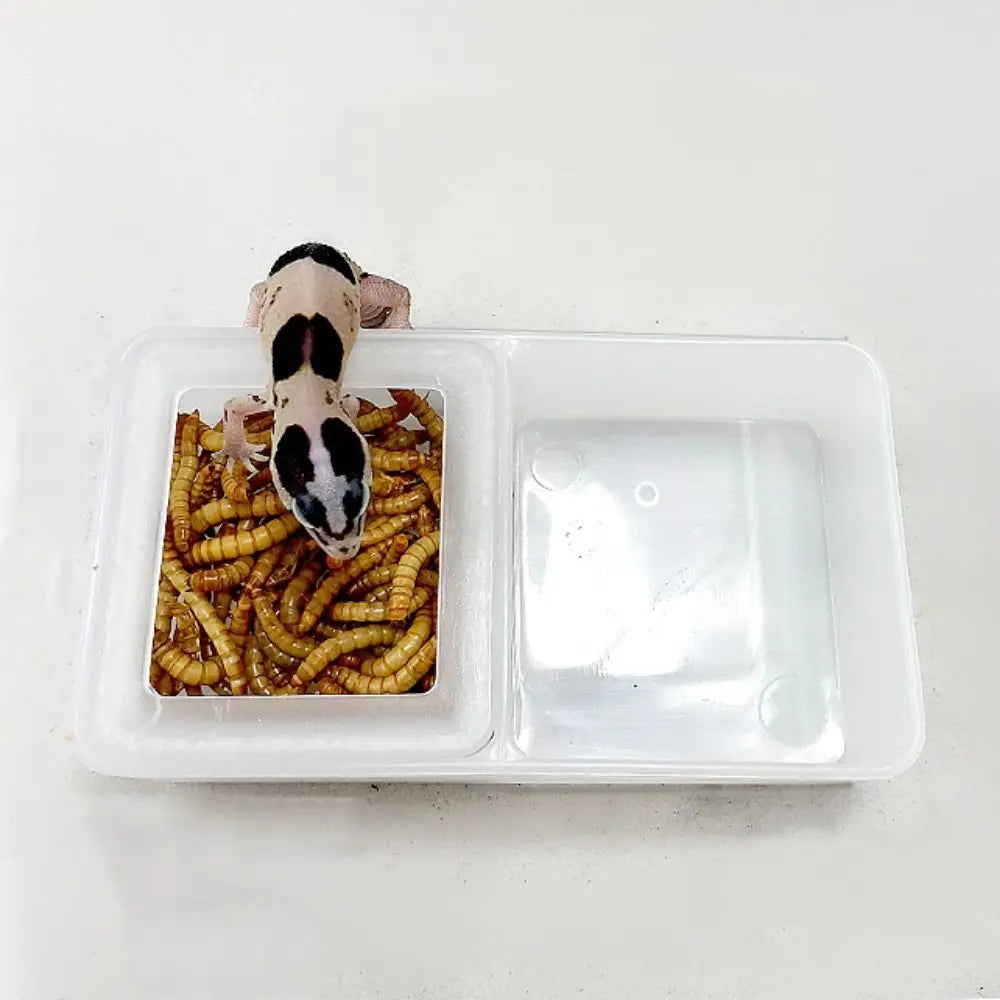 2-in-1 Anti-Escape Reptile Feeding Bowl | Worm & Feeder Dish