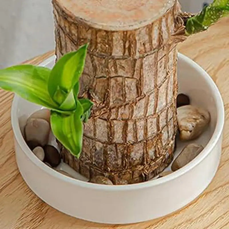 Brazilian Wood Plant Tray Decorative Small Holder Saucer Indoor