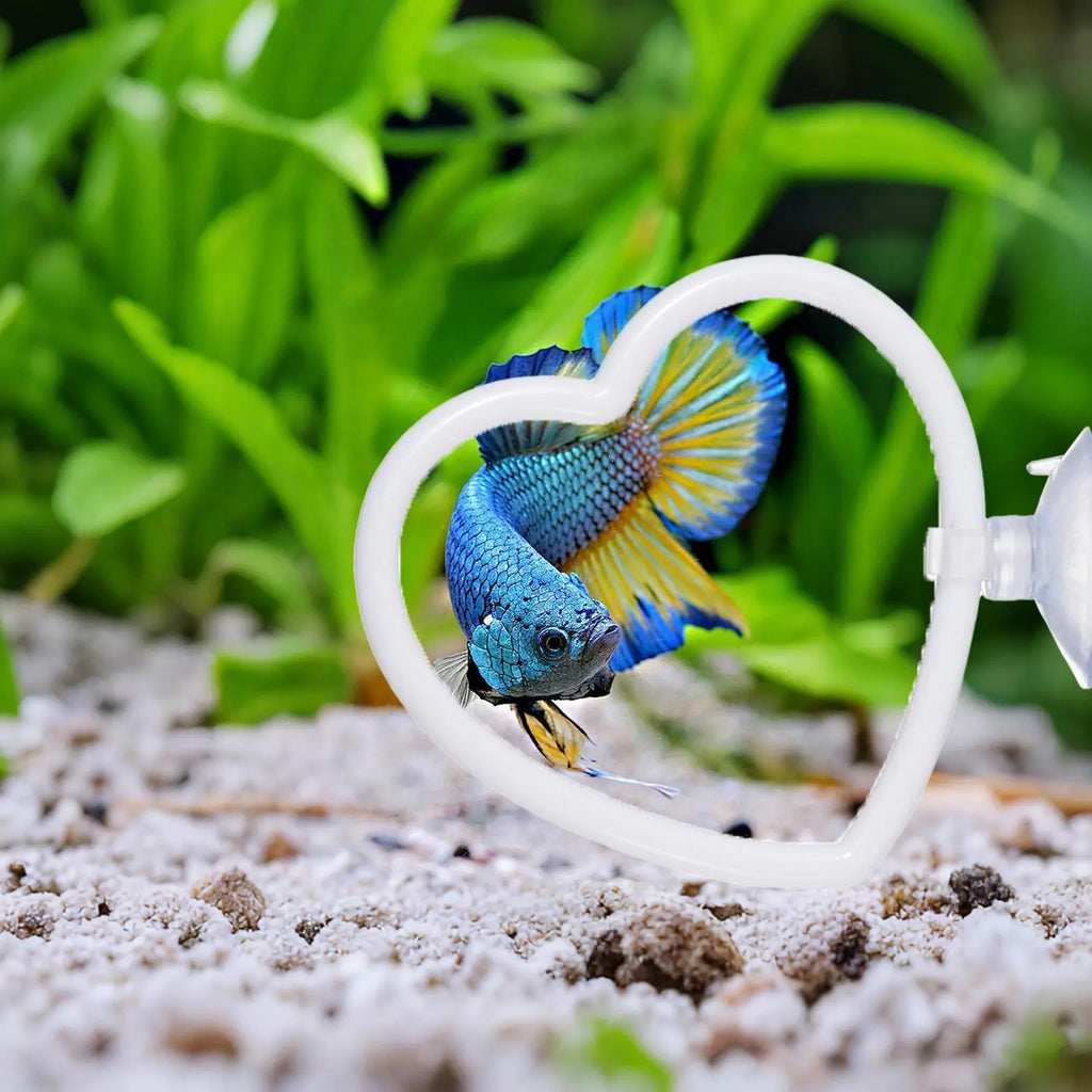 Betta Fish Exercise Rings & Filter Balls | Interactive Aquarium Toy